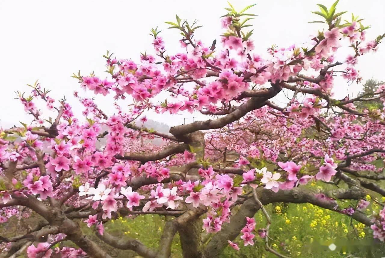 免费八字测正缘 免费八字测正缘桃花