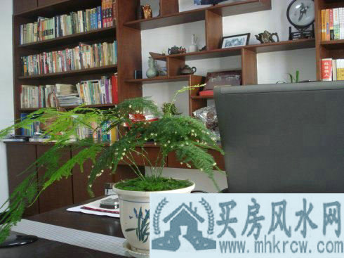 书房植物风水