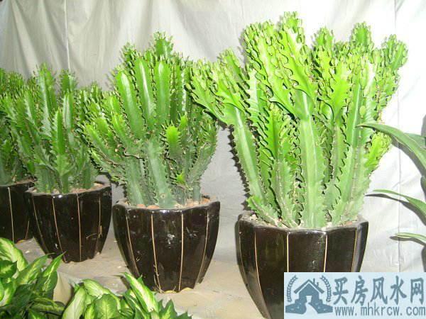 1960���������2025���˳�