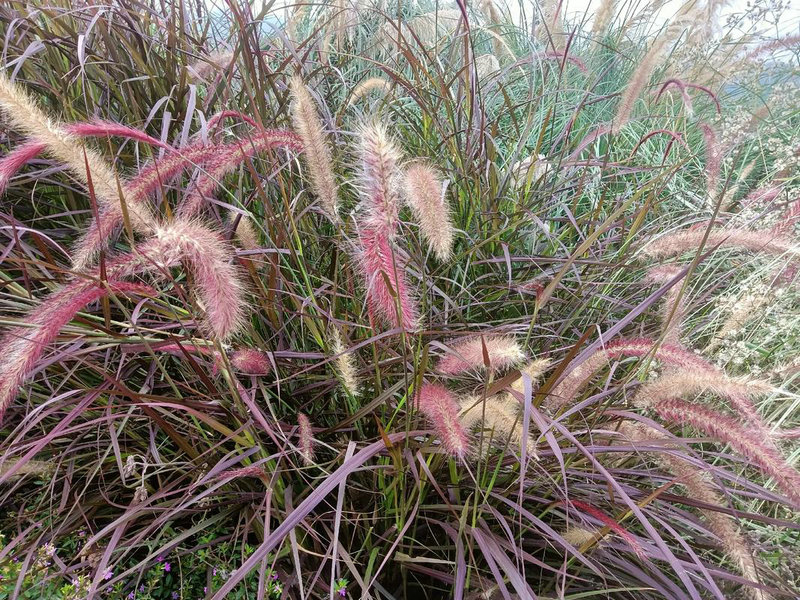 �Ƕ�ʿ���������(�Ƕ�ʿ��ʸ������)