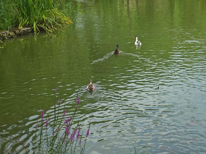 д���ķ�������ʹ���Լ�