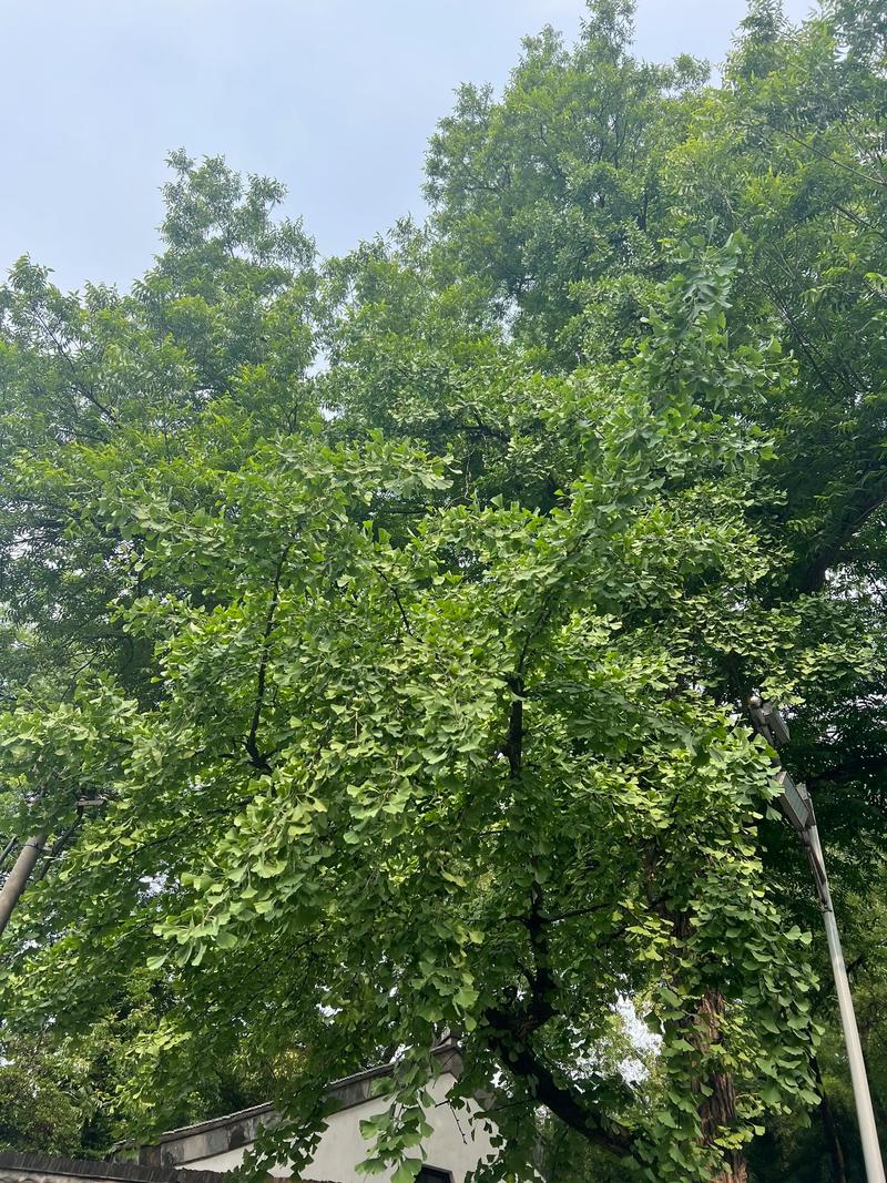 ɶкǷĻг(ɶкǷӰδĿ)