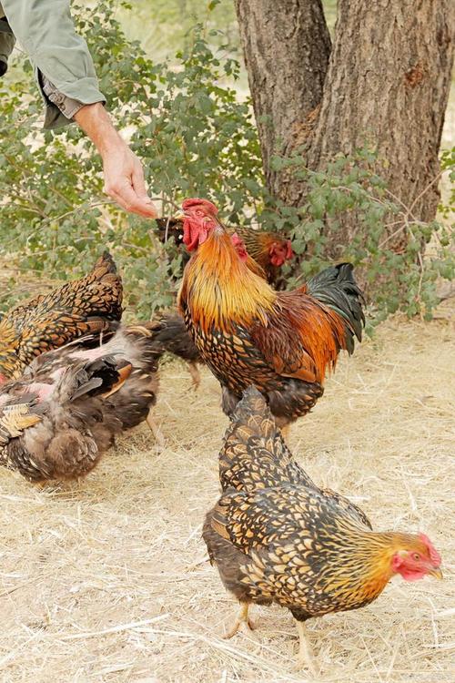 1987�����ӵĻ��� 87�������ӽ����л�����