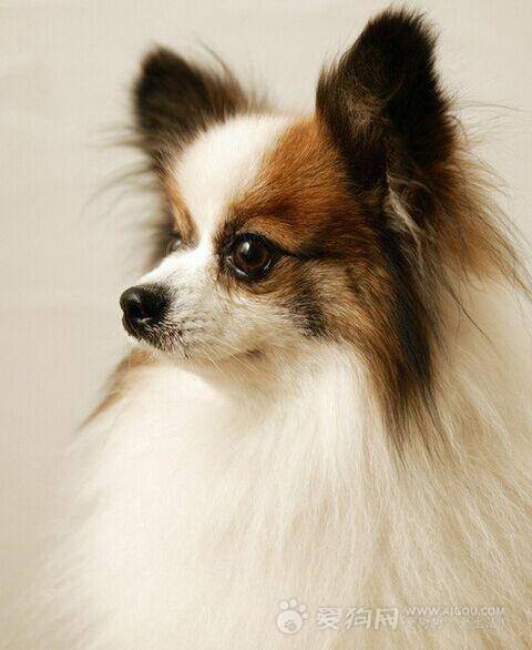 ����Ϫ������ϸ����(����Ϫ��������(��� ���� ����))