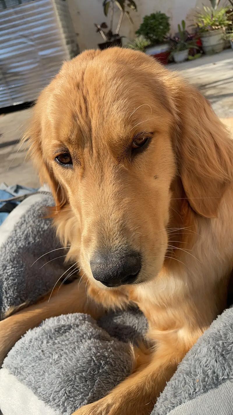 걾ǷӰţФ(걾ǷţФ)