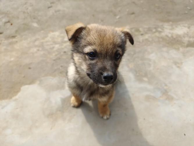 ��ޱ��ʧ�������