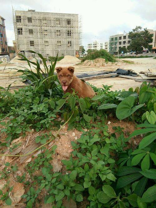 属兔ab型血的人性格 属兔ab型血的人性格