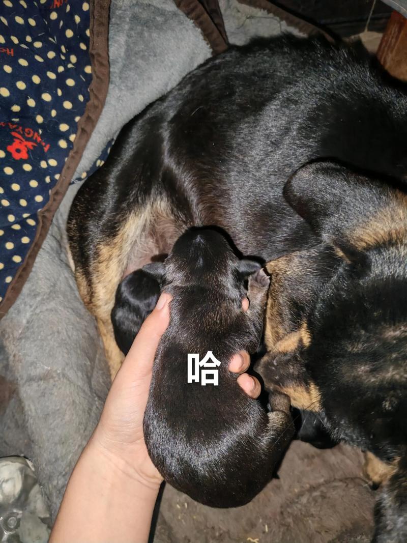 ħ���ֻ�2ɵ椹��� ħ���ֻ�2ɵ椹����������