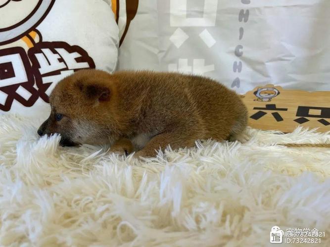 2025年虎宝宝每个月出生的运势 2025年虎宝宝每个月出生的运势