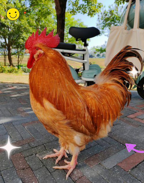 测竹拆解测字是否能预示意外之财的降临(测竹拆解测字,意外之财真的可能降临吗) 测竹拆解测字是否能预示意外之财的降临(测竹拆解测字,意外之财真的可能降临吗)