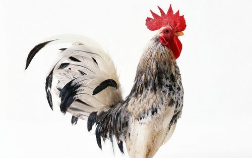 �����������������Ϊ�����˸е������ɥʧ(������������������Ƿ��ܻ��������ĵ������������ʲô)