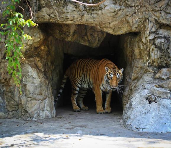 杨坤老婆个人资料简介?电视剧人间正道是沧 杨坤老婆个人资料简介?电视剧人间正道是沧
