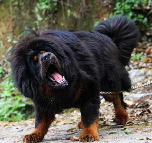 ����˫�����������Ʋ�ѯ ����˫����������ô��