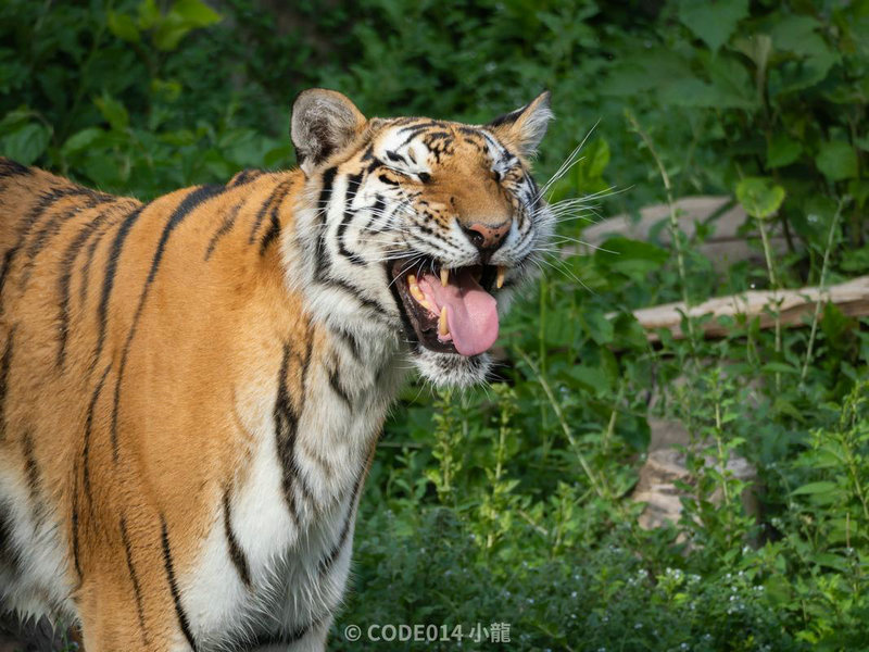 测字油字解释能否影响我的人际关系与运势吗(测字油字解释中五行相生相克如何影响人际关系与运势) 测字油字解释能否影响我的人际关系与运势吗(测字油字解释中五行相生相克如何影响人际关系与运势)
