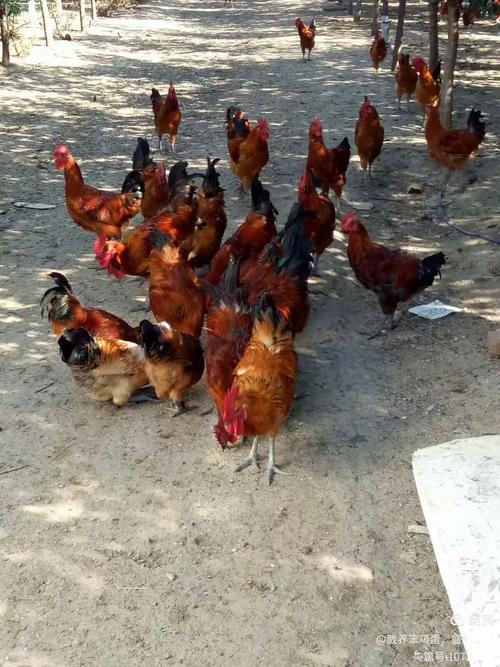 为什么农村的房间热 农村房间很热的原因 为什么农村的房间热 农村房间很热的原因