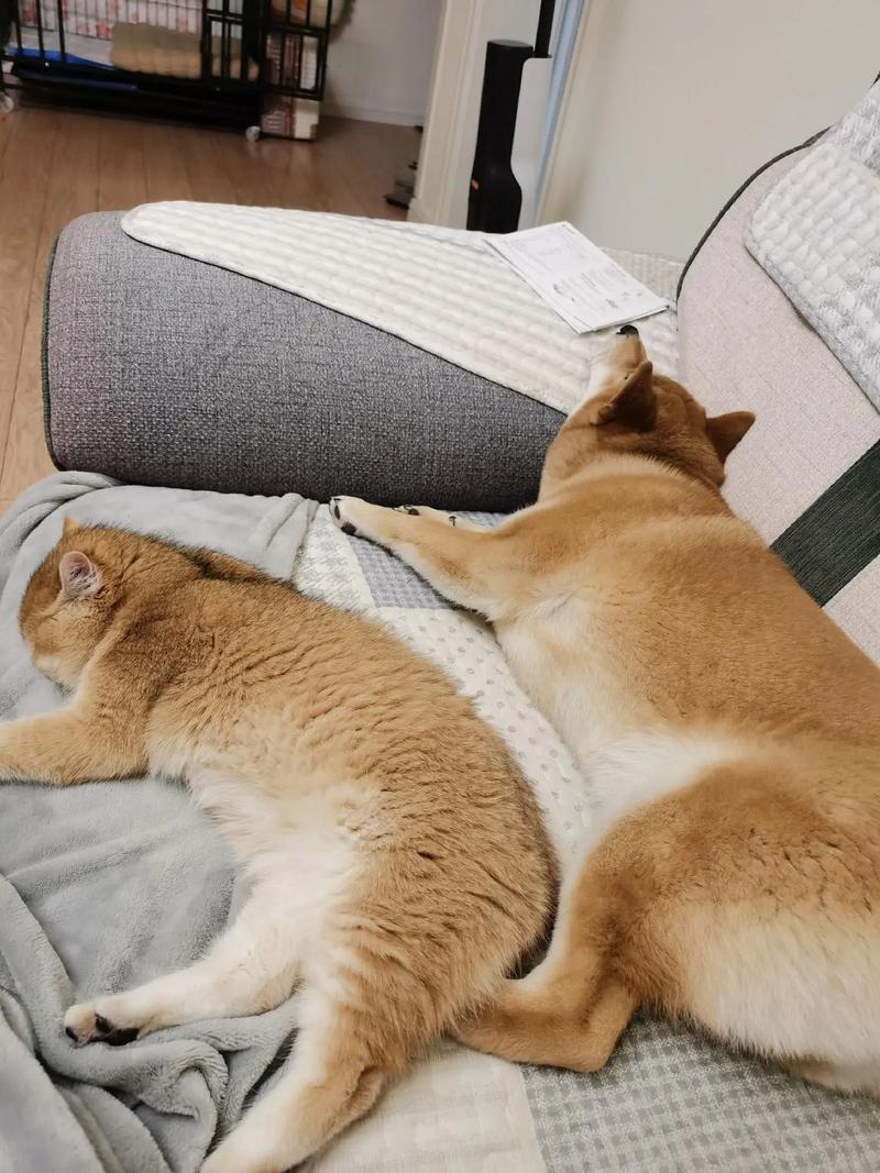 甲申年出生的人在车牌测吉凶准不准怎么测时应该注意哪些细节和技巧才能更准确地判断自己的车牌运势如何 甲申年出生的人在车牌测吉凶准不准怎么测时应该注意哪些细节和技巧才能更准确地判断自己的车牌运势如何