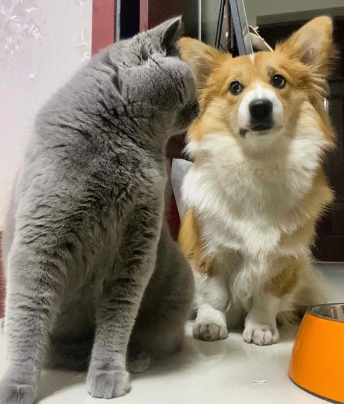 �ƴ���ǩ87_���޹�ϵ�Ƿ����ٿ���(�ƴ���ǩ87_�������������Ƿ���Ҫ��ע)