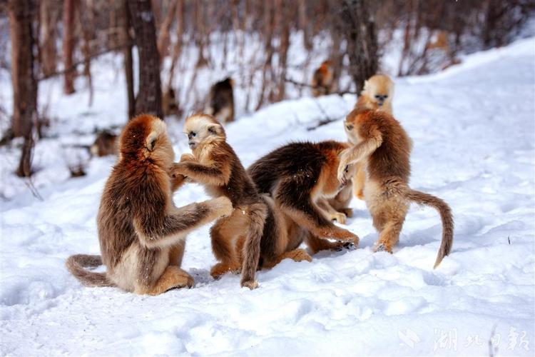 ���õĽ�����ʮ���� 2025 ����������ձ���ѯ