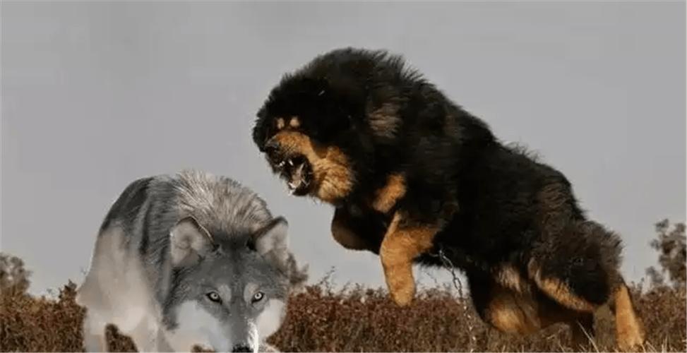 ����Ӣ���������Ƿ�ʾ������Ӧ���������Ӱ�췢չ(����Ӣ���������ܷ��ʾ�����澳�е���Ӧ��������)