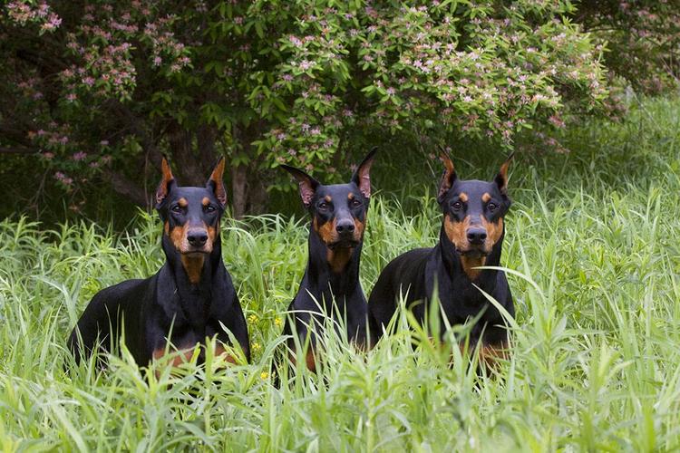 八字预测识命必读 要知人生吉和凶 祸福神煞须参照 八字预测识命必读 要知人生吉和凶 祸福神煞须参照