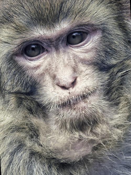 ��Ы���������� ��Ы���ĲƸ�������ʲô