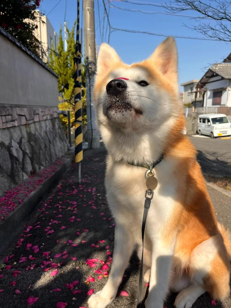 ǷʾвҵǱڷ(ܷʾǱڷ)