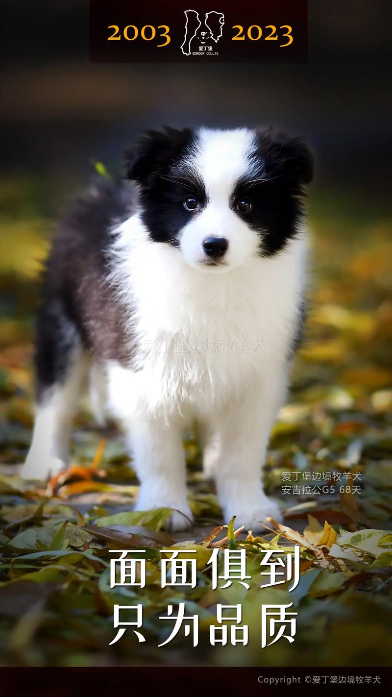 ��ʤ������Ӱ�Ӻ��� ��ʤ��������ʤ����