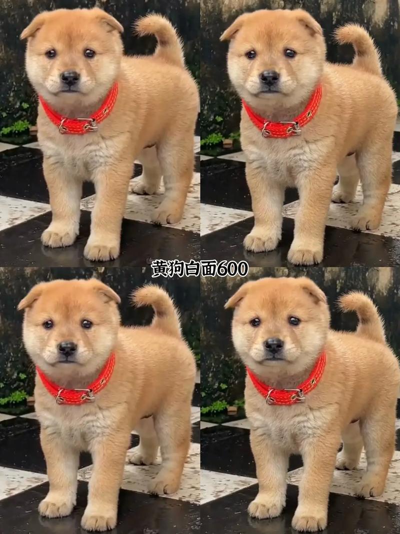 ���ֳ����ܷ�ӳ�����������Ӧ�е������벻��(���ֳ����ܷ���ʵ��ӳ���˵������Ӧ��������������)