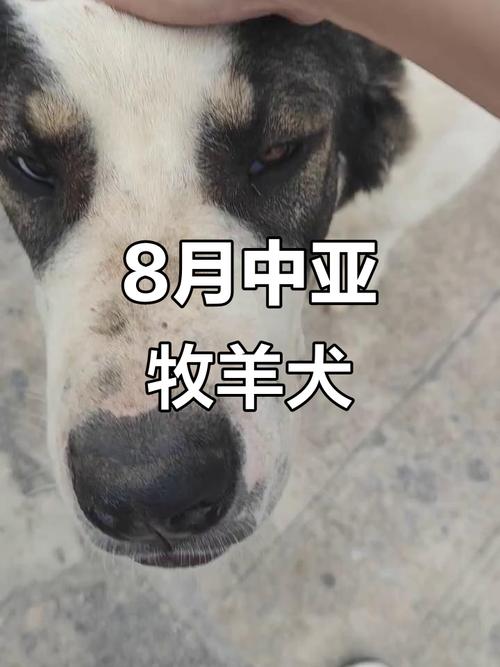 建筑用钢丝网批发公司起名时为何需警惕背叛之花的凋零(在风中飘荡的钢丝网生死交织如何取名来避免朋友背叛) 建筑用钢丝网批发公司起名时为何需警惕背叛之花的凋零(在风中飘荡的钢丝网生死交织如何取名来避免朋友背叛)