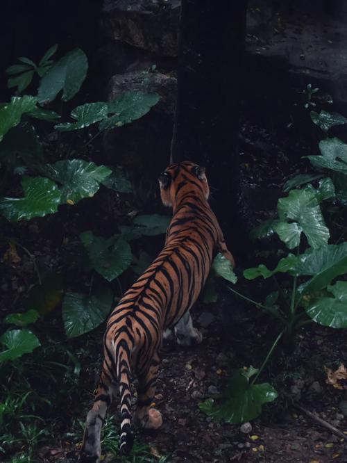 1979年属羊人2025年运势女命 1979年属羊人2025年运势女命