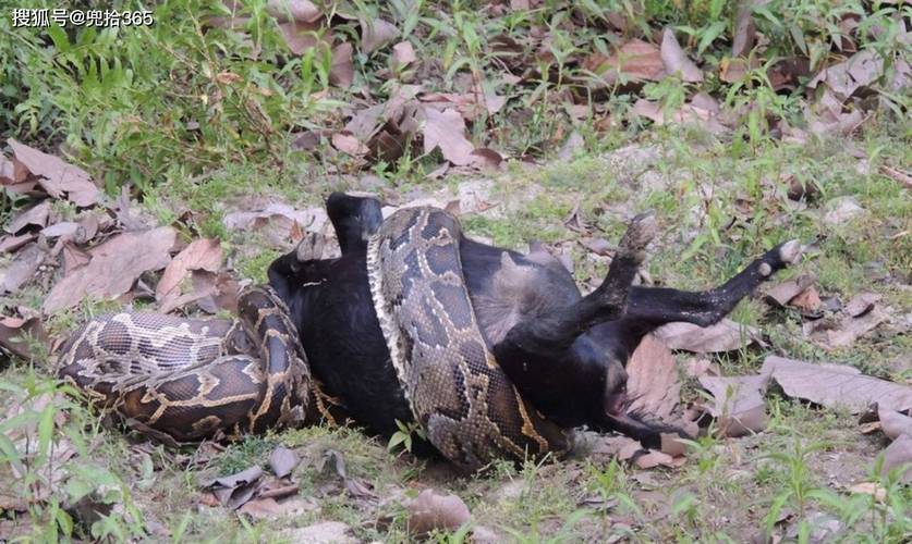 ǩǩ_ݹ滮Ƿ(ǩǩйݹ滮ĵ)