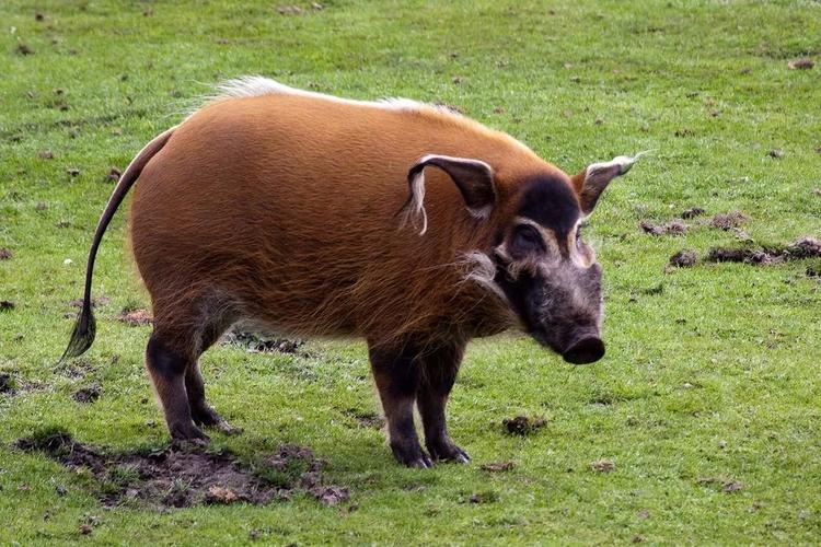 飞常准测字是否能揭示夫妻子女运的未来发展(飞常准测字能否影响夫妻子女运势的色彩五行搭配) 飞常准测字是否能揭示夫妻子女运的未来发展(飞常准测字能否影响夫妻子女运势的色彩五行搭配)