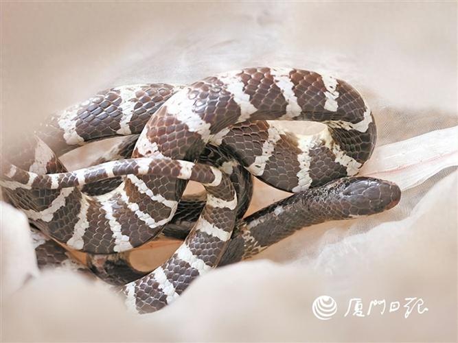 ����������Ա���� ����������Ա���� ͯ��