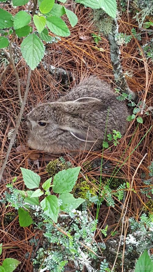 صǩ38ǩĽǷԤʾѪ͹ϵ(صǩ38ǩĽǷѪй)