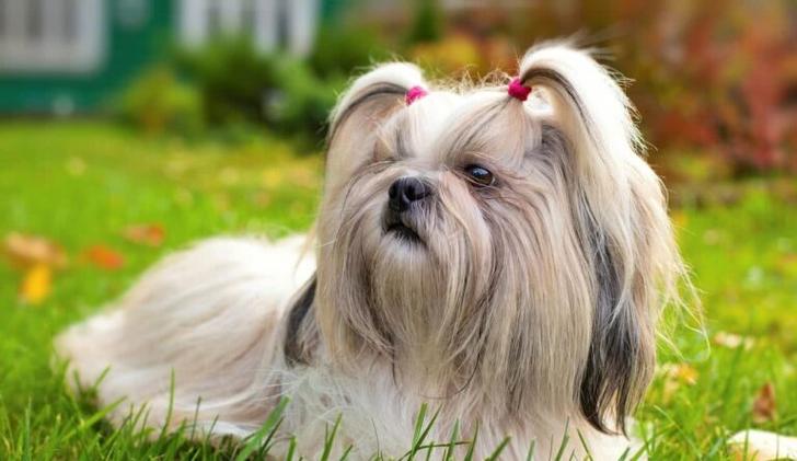 Ͷʹ˾ôܷӳ໥֮(Ͷʹ˾ôܷ񴫵ݷ޼Ĺ֧)