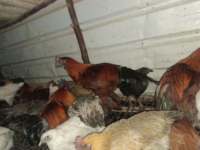 狗年八字配对指数多少才合适?为啥我遇不到心仪的另一半? 狗年八字配对指数多少才合适?为啥我遇不到心仪的另一半?