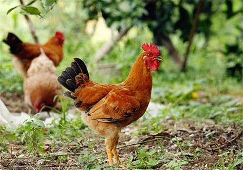 ��س�в����