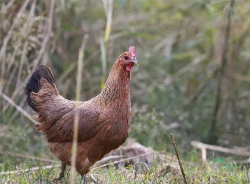 ���������������ж� ���������������ж�2010