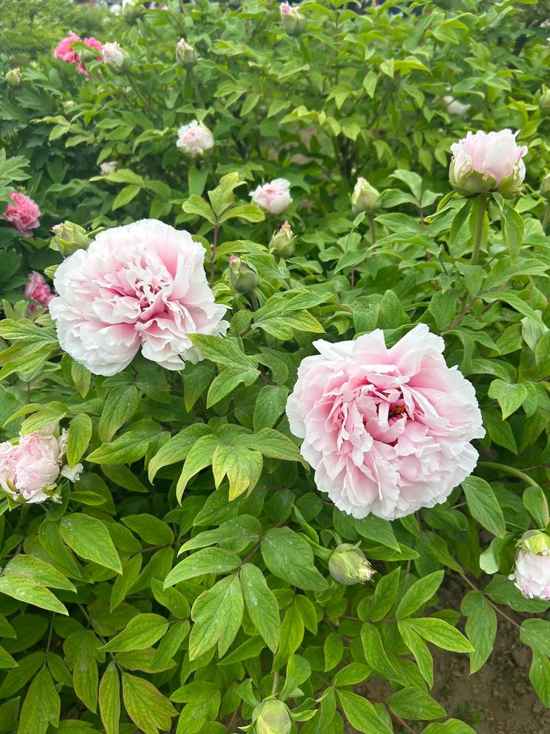 Ħǩǩȫ_ֹͥǷг(ĦǩǩȫֹͥǷг)