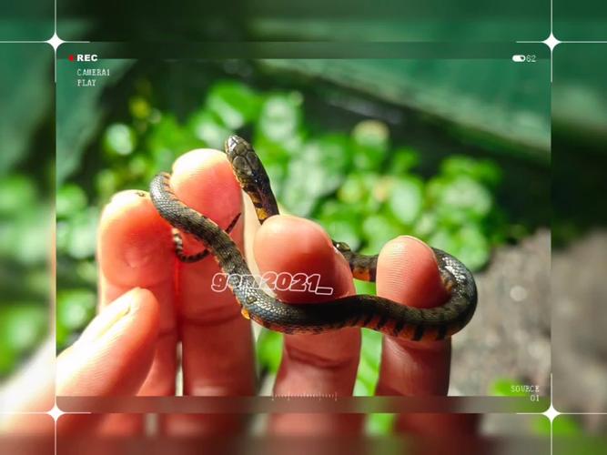 ��������Ļ�����������