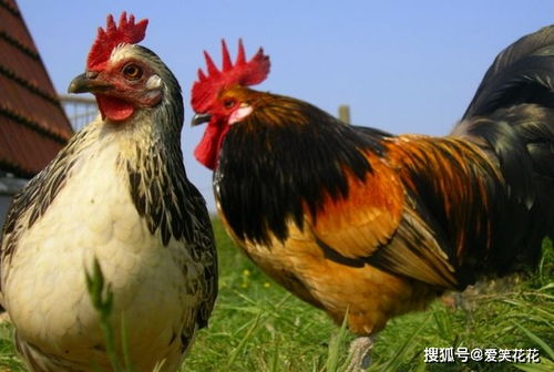 ����������׾�64���׾����ͥ�Ĺ�ϵ