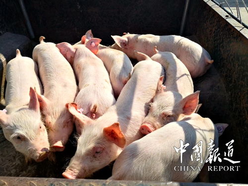 属鼠财运运程如何 属鼠人2024年运程是什么意思? 属鼠财运运程如何 属鼠人2024年运程是什么意思?