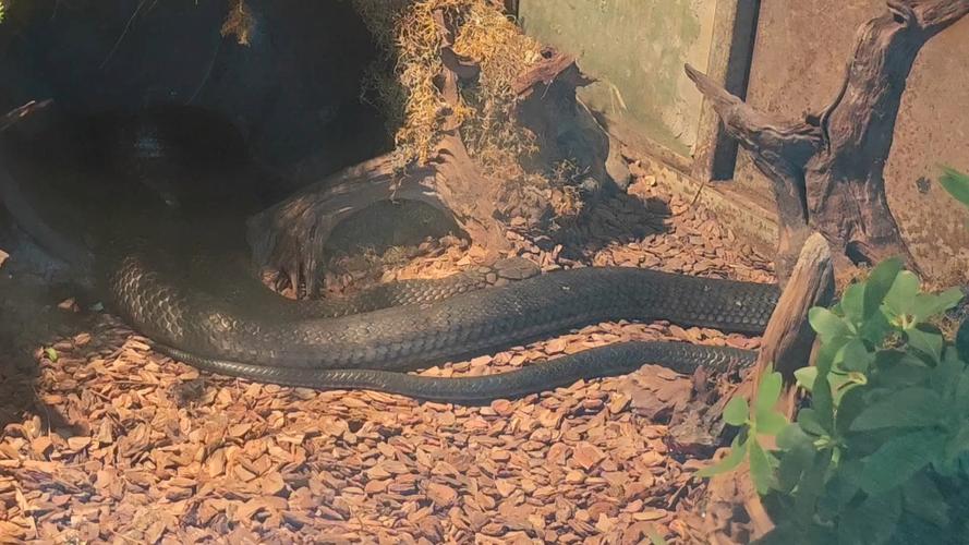 泫雅贴在jessi胸上拍照,作为公众人物,此举有何 泫雅贴在jessi胸上拍照,作为公众人物,此举有何