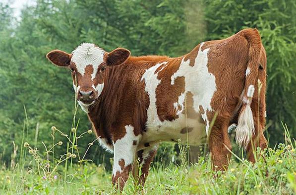 �������������������� ���������ƽ�������