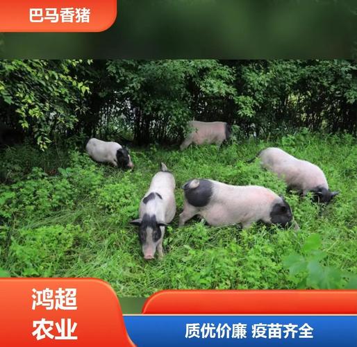 属蛇的人今年命运如何 1977年属蛇人2025 年运势 属蛇的人今年命运如何 1977年属蛇人2025 年运势