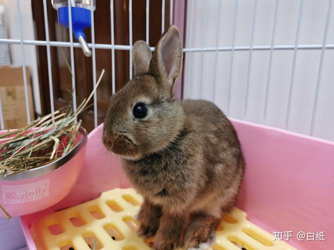 1980年属猴今年运气 1980年属猴2025年运势 1980年属猴今年运气 1980年属猴2025年运势