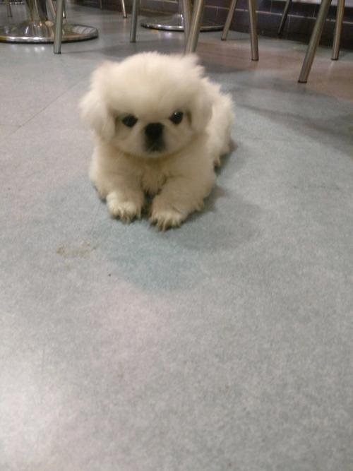 属鼠的狮子座运势如何 属鼠的狮子座女生一生爱几个人 属鼠的狮子座运势如何 属鼠的狮子座女生一生爱几个人