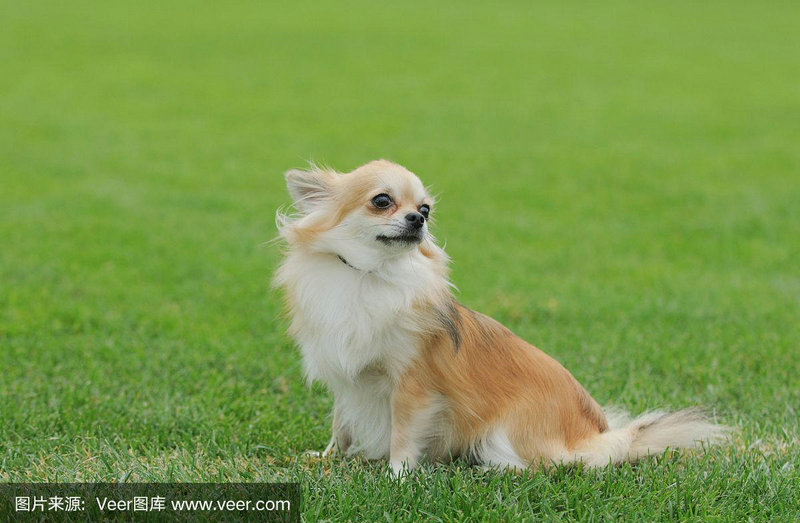 属龙和属蛇相配吗婚姻 龙年和蛇年人能结婚吗 属龙和属蛇相配吗婚姻 龙年和蛇年人能结婚吗