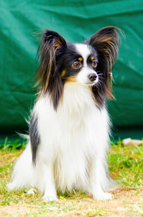 ������ɽ�������� �����ϼ�ɽ��ʲô�ط���