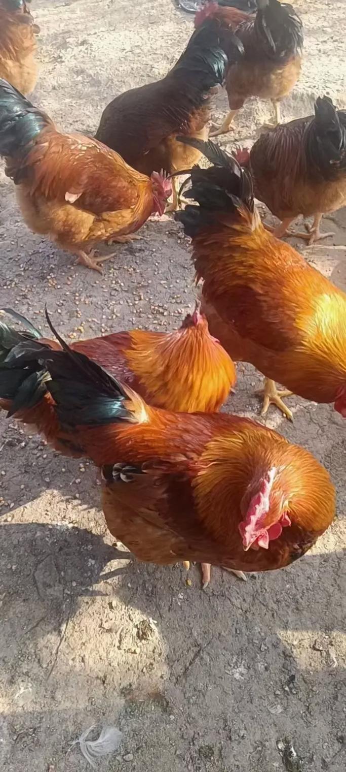 ʨʮ¾ɰȼ ʨ12·Ѯɰ